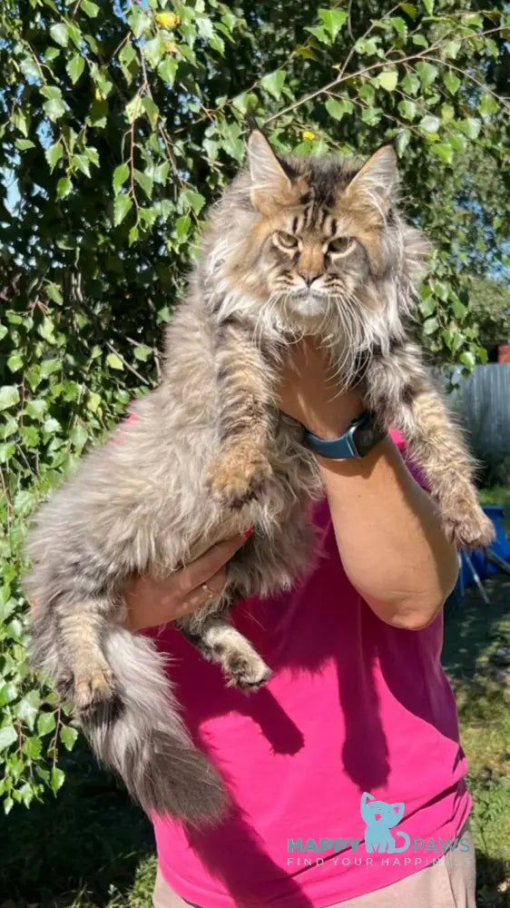 Forest Maine Coon male black spotted tabby live animals