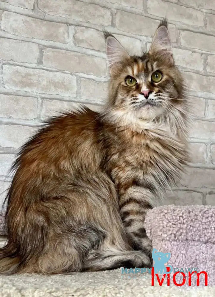 Forest Maine Coon male black spotted tabby live animals