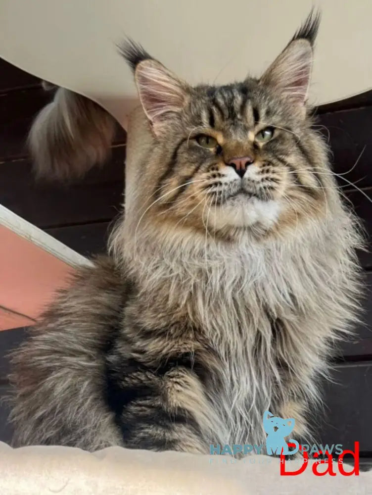Forest Maine Coon male black spotted tabby live animals