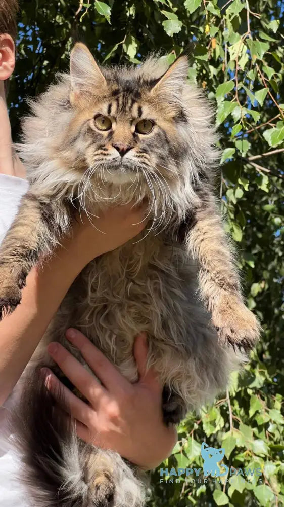 Forest Maine Coon male black spotted tabby live animals