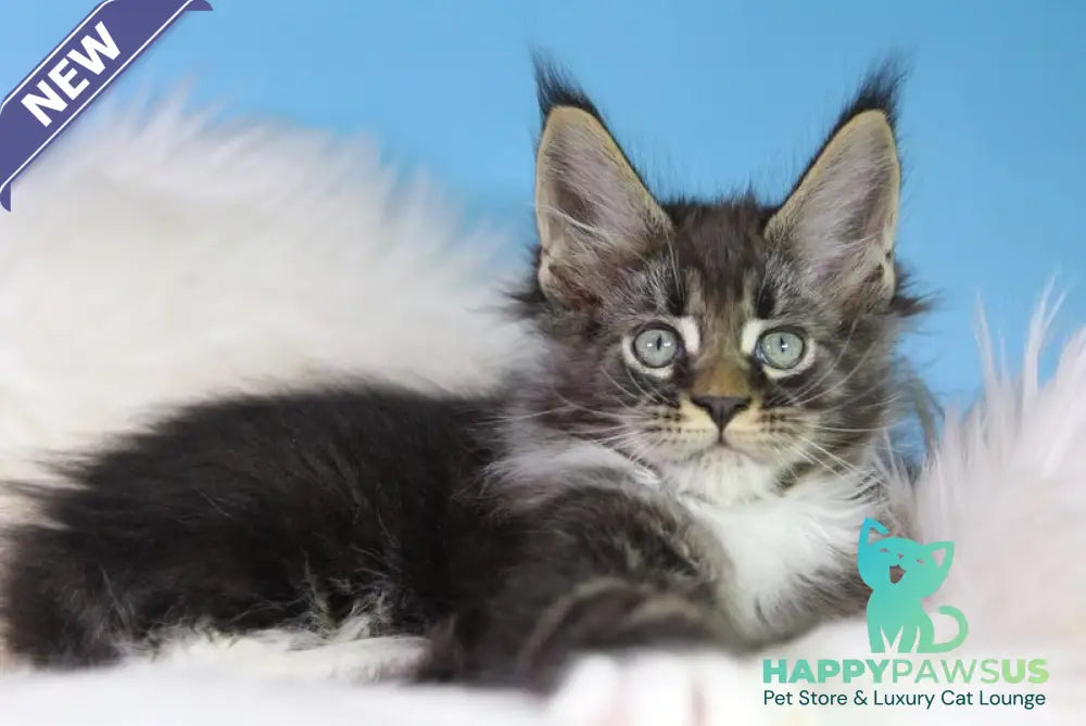 Forest Maine Coon male black tabby bicolour - live animals