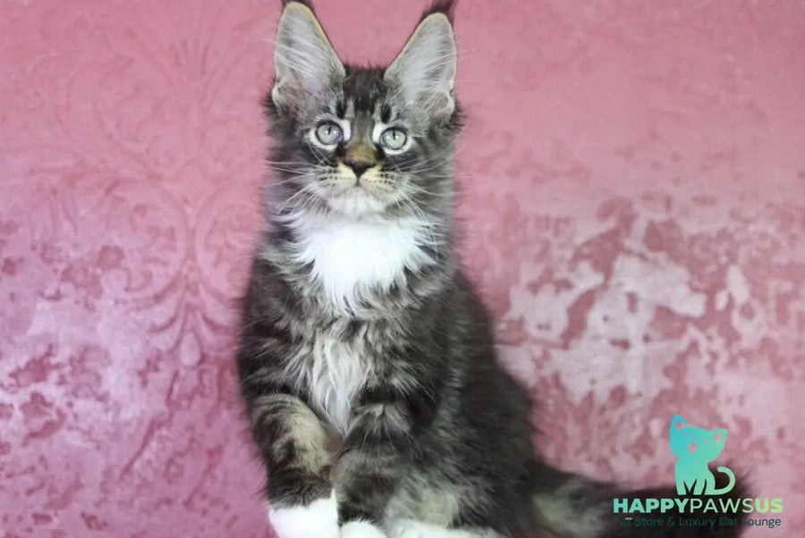 Forest Maine Coon male black tabby bicolour - live animals