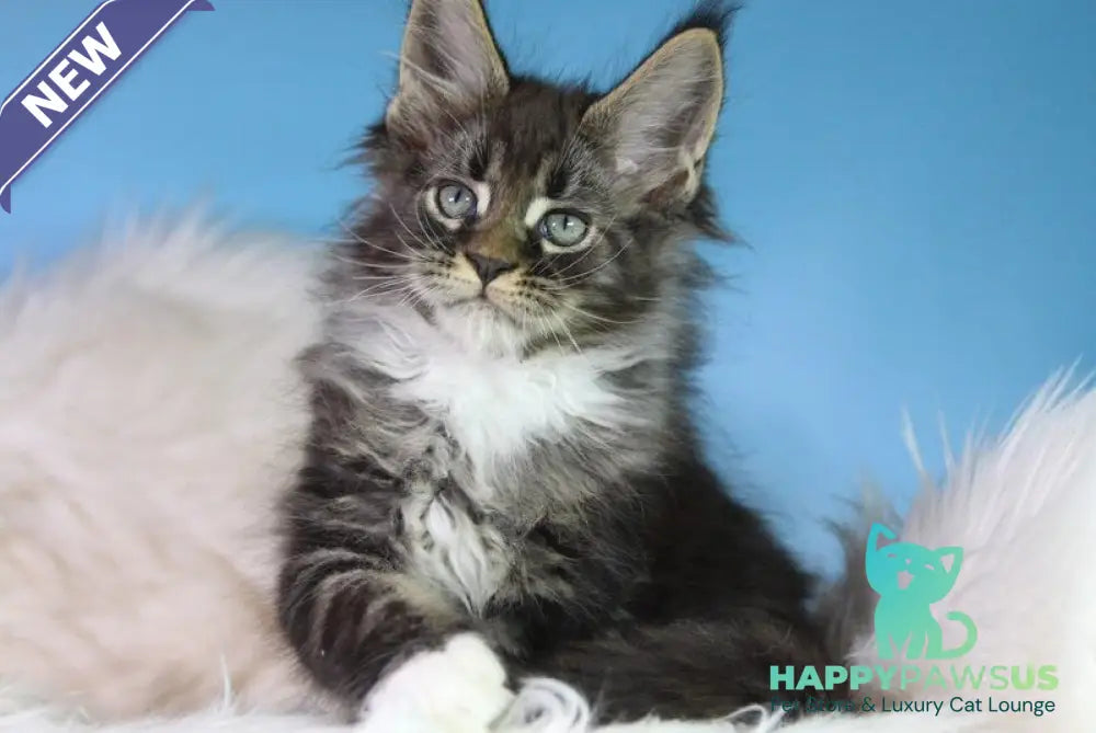 Forest Maine Coon male black tabby bicolour - live animals