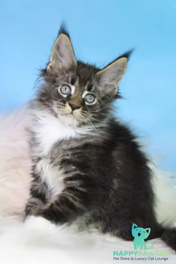 Forest Maine Coon male black tabby bicolour - live animals