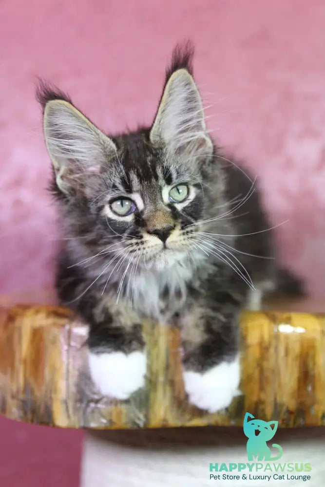 Forest Maine Coon male black tabby bicolour - live animals
