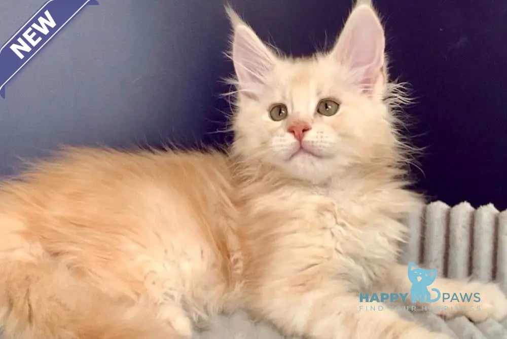 Forest Maine Coon male red silver tabby live animals