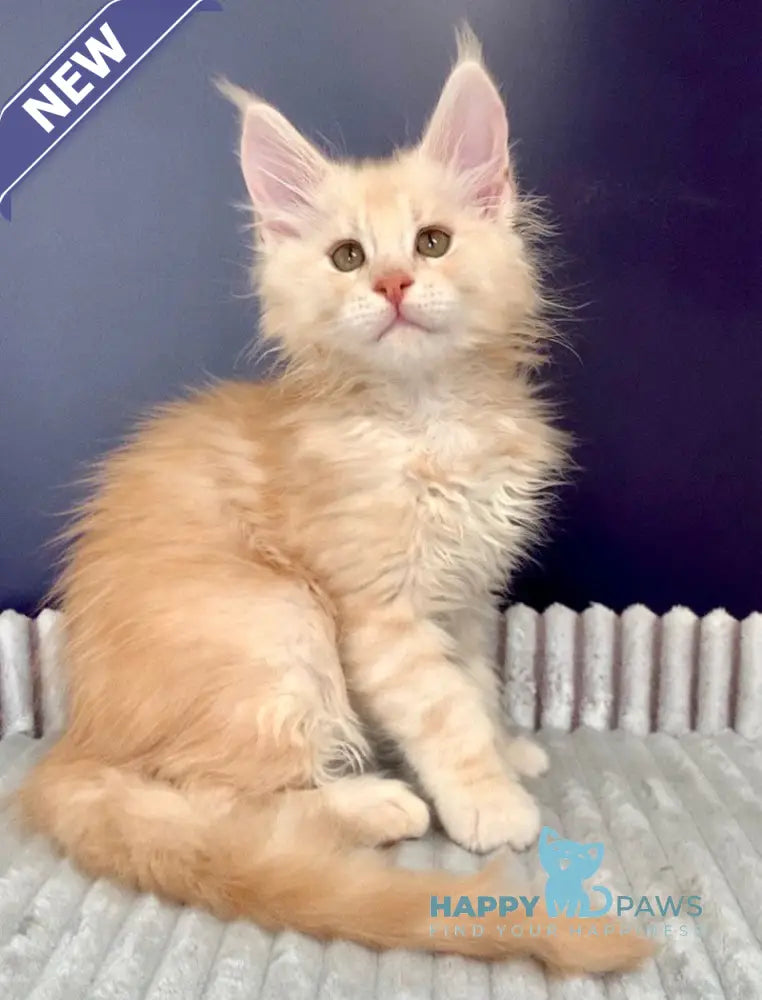 Forest Maine Coon male red silver tabby live animals