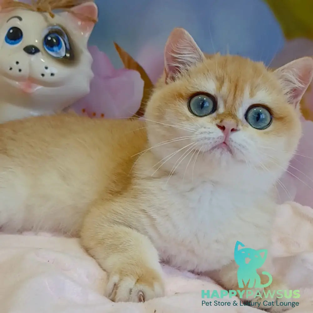 Forrest British Shorthair male black golden chinchilla - live animals
