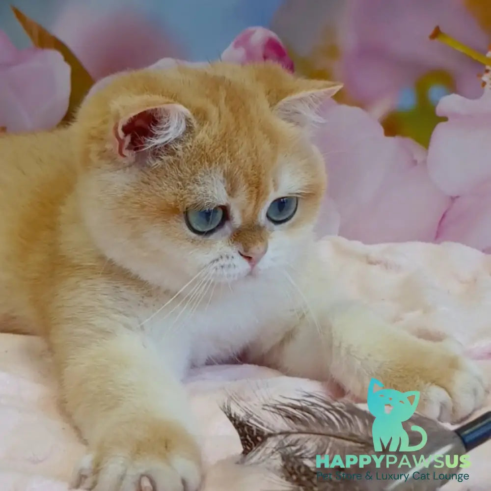 Forrest British Shorthair male black golden chinchilla - live animals