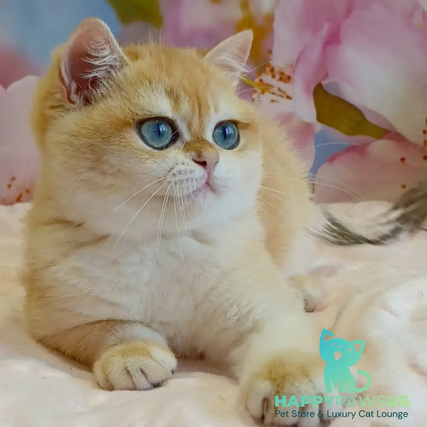 Forrest British Shorthair male black golden chinchilla - live animals