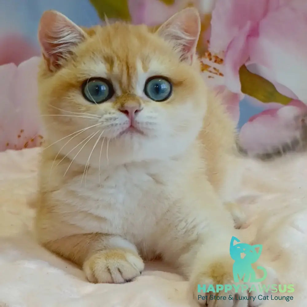 Forrest British Shorthair male black golden chinchilla - live animals