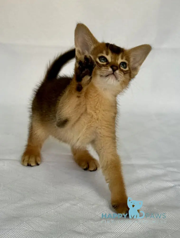 Fortuna Abyssinian female ruddy live animals