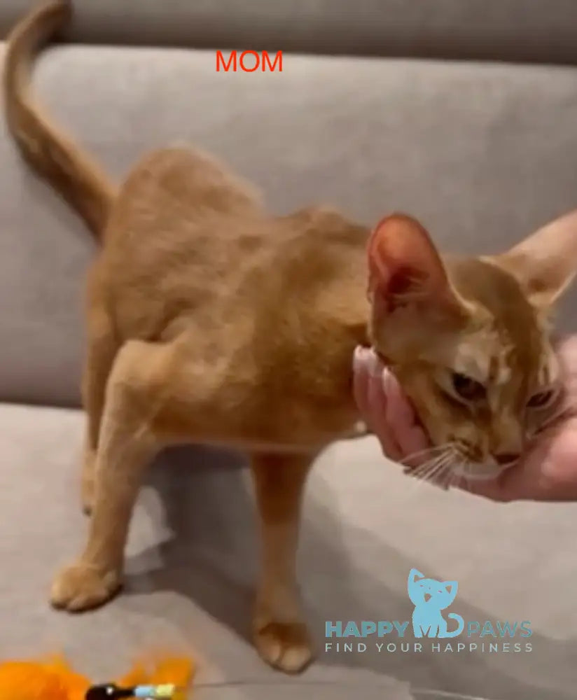 Fortuna Abyssinian female ruddy live animals