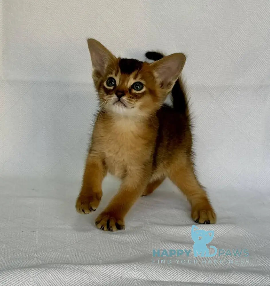 Fortuna Abyssinian female ruddy live animals