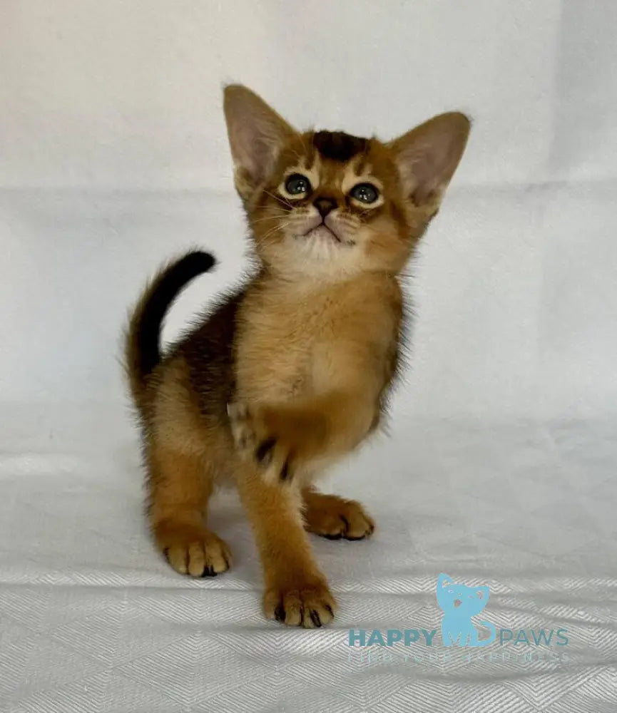 Fortuna Abyssinian female ruddy live animals