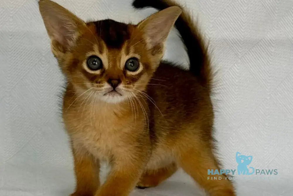 Fortuna Abyssinian female ruddy live animals