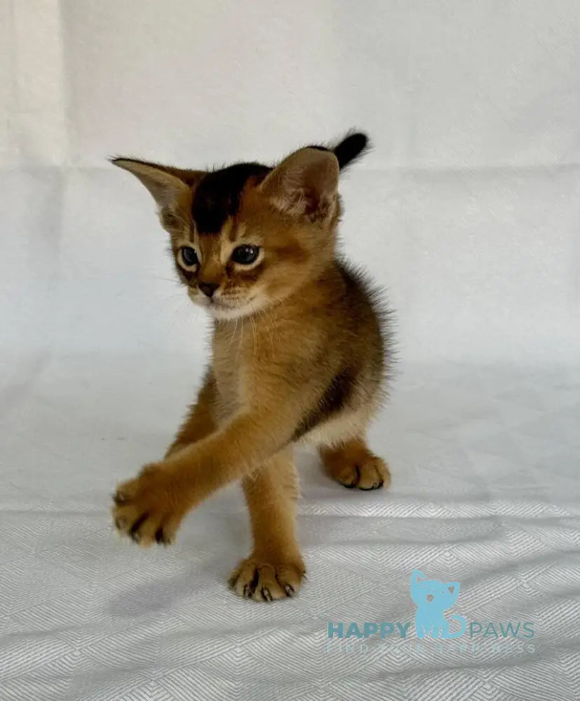 Fortuna Abyssinian female ruddy live animals