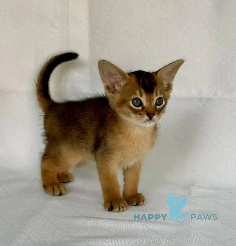 Fortuna Abyssinian female ruddy live animals