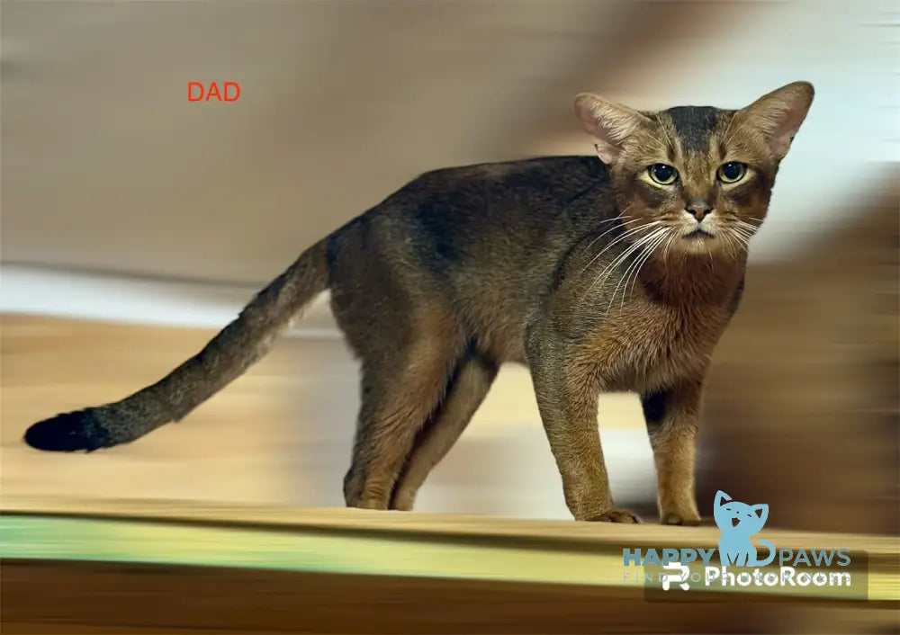 Fortuna Abyssinian female ruddy live animals