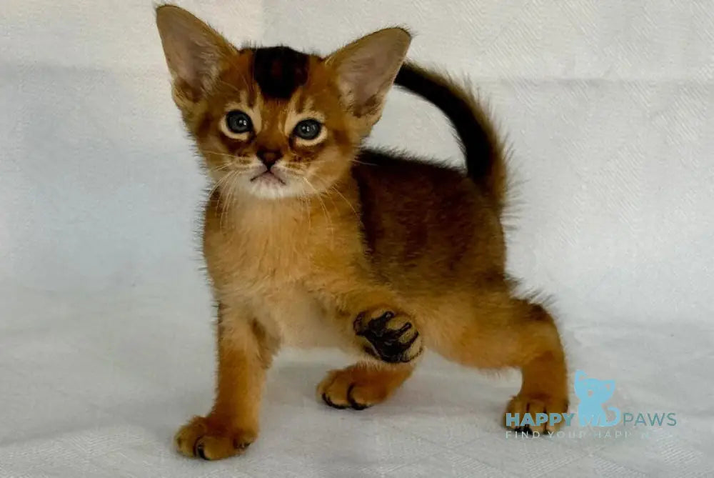 Fortuna Abyssinian female ruddy live animals