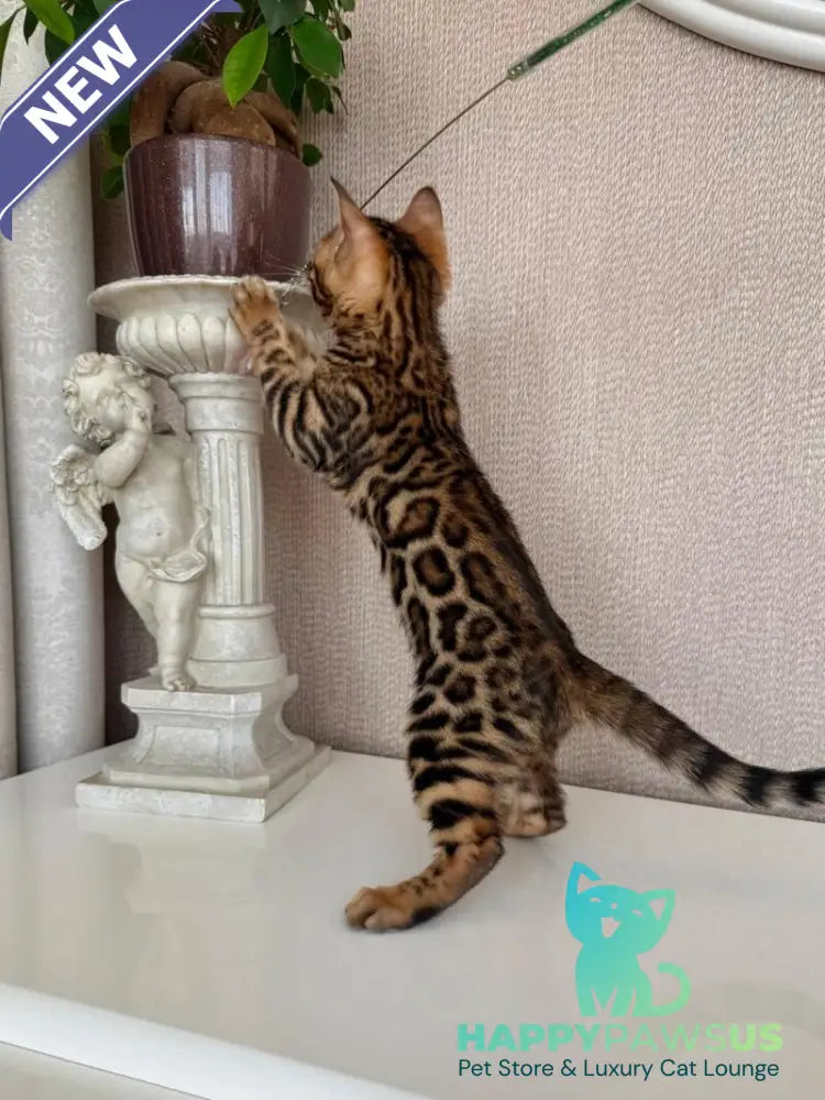Fortuna Bengal female black spotted tabby - live animals