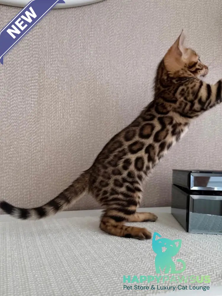 Fortuna Bengal female black spotted tabby - live animals