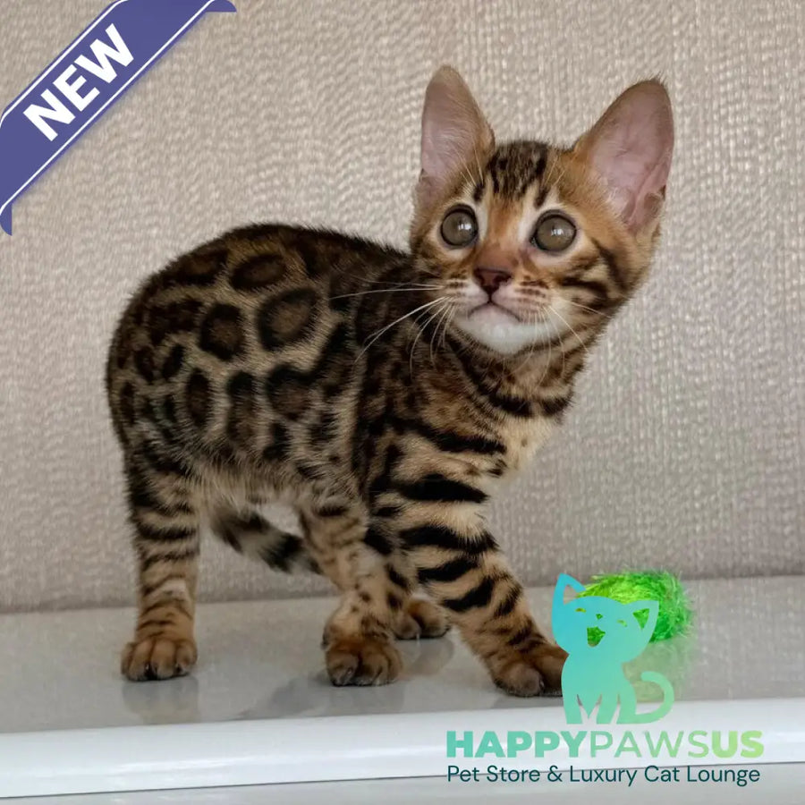 Fortuna Bengal female black spotted tabby - live animals