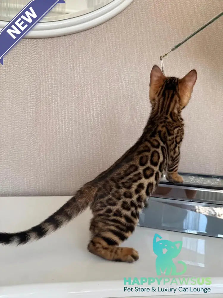 Fortuna Bengal female black spotted tabby - live animals