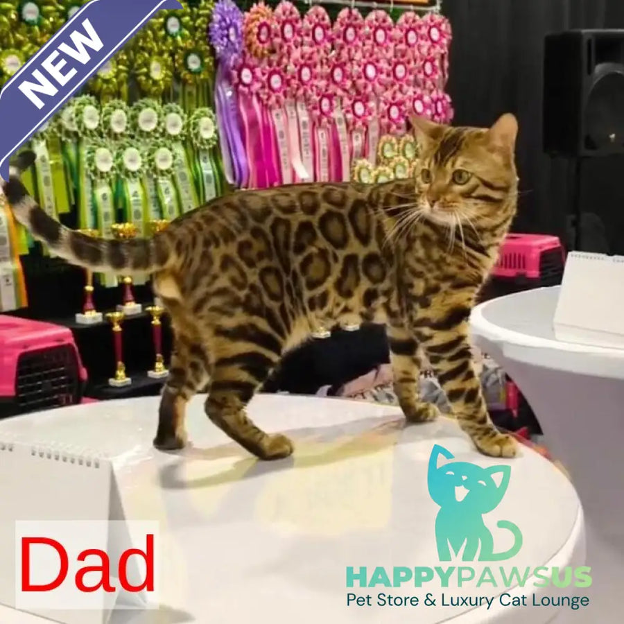 Fortuna Bengal female black spotted tabby - live animals
