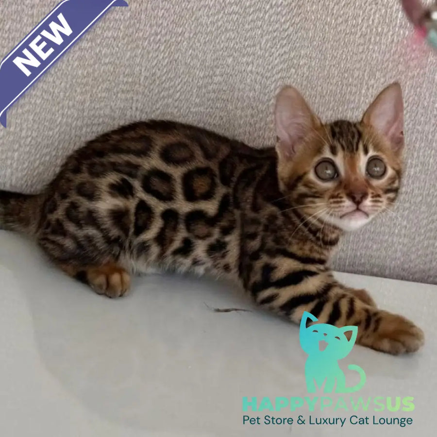 Fortuna Bengal female black spotted tabby - live animals