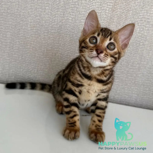Fortuna Bengal female black spotted tabby - live animals