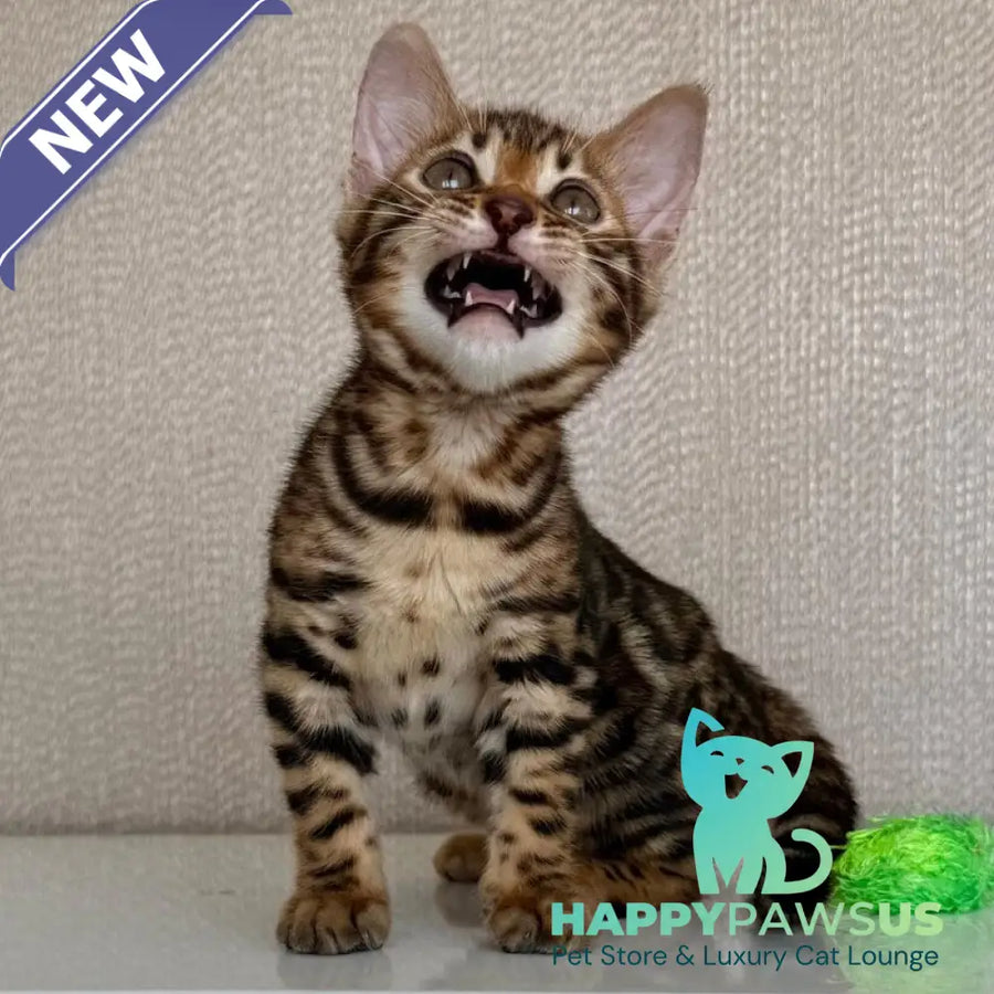 Fortuna Bengal female black spotted tabby - live animals