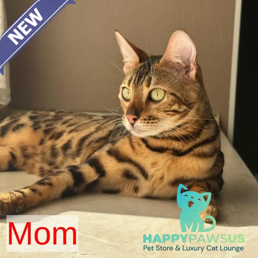 Fortuna Bengal female black spotted tabby - live animals