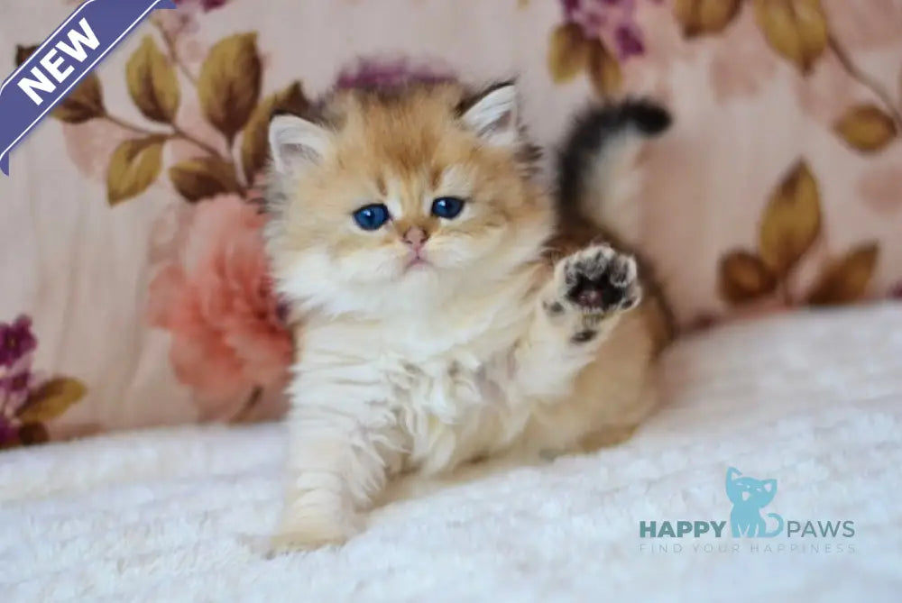 Fortuna British Longhair female black golden shaded live animals