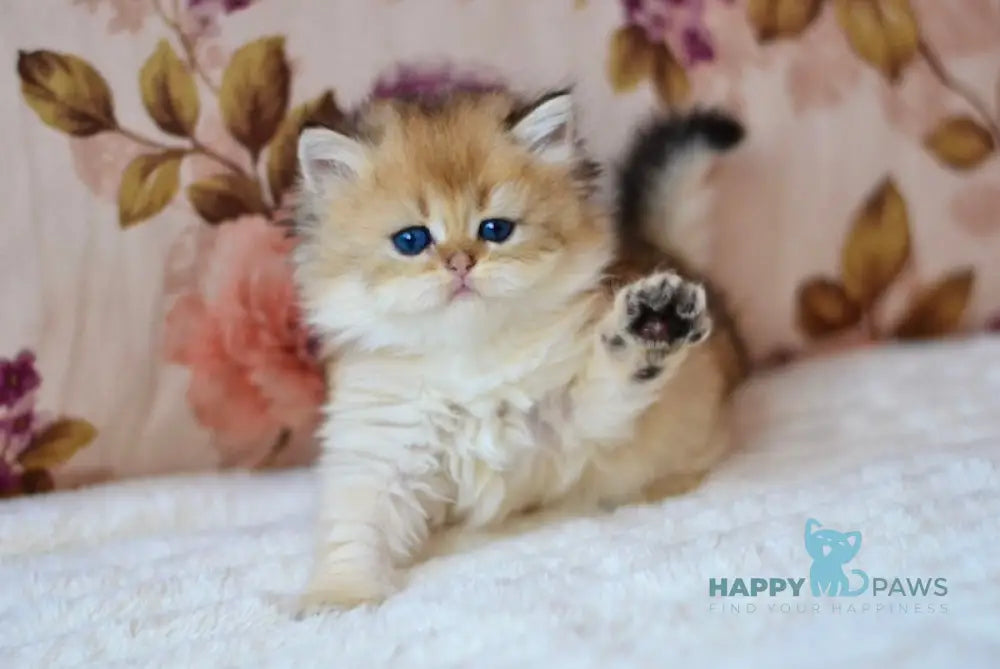 Fortuna British Longhair female black golden shaded live animals