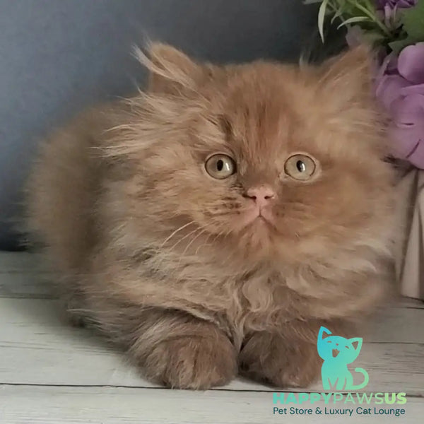 Fortuna British Longhair female cinnamon - live animals