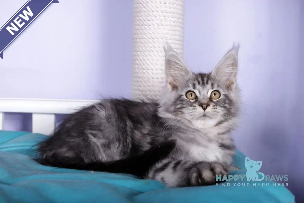Fortuna Maine Coon female black silver tabby live animals