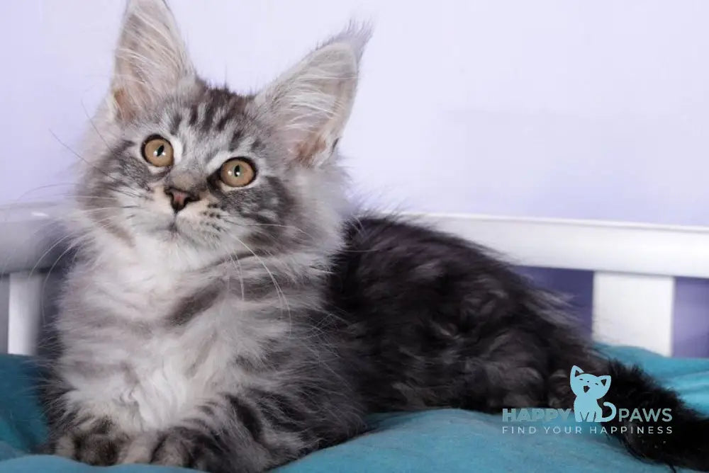 Fortuna Maine Coon female black silver tabby live animals