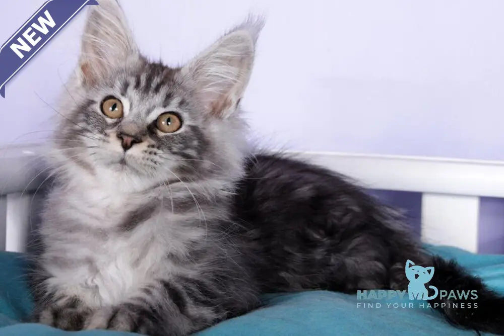 Fortuna Maine Coon female black silver tabby live animals
