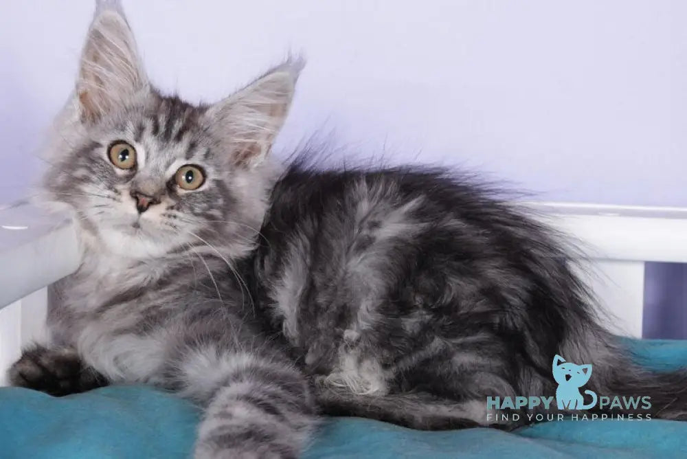 Fortuna Maine Coon female black silver tabby live animals