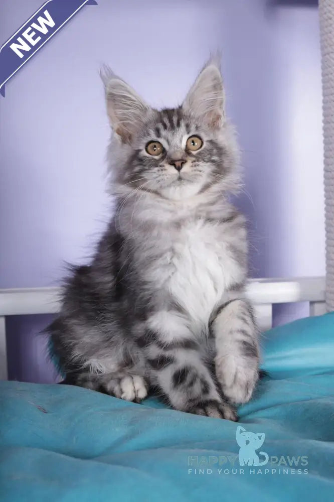 Fortuna Maine Coon female black silver tabby live animals