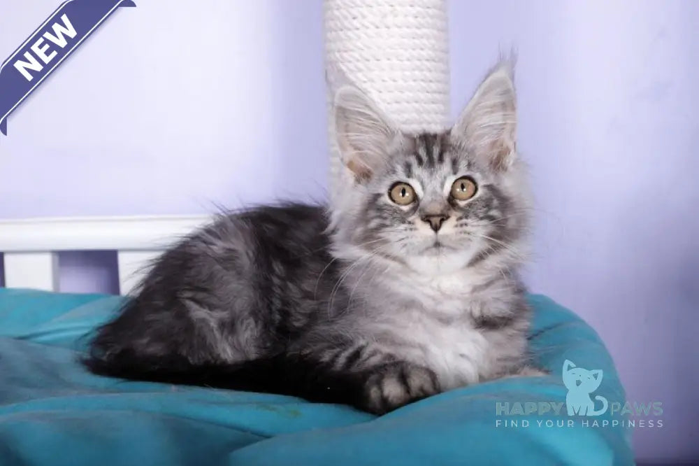Fortuna Maine Coon female black silver tabby live animals