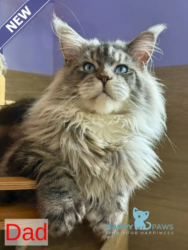 Fortuna Maine Coon female black silver tabby live animals