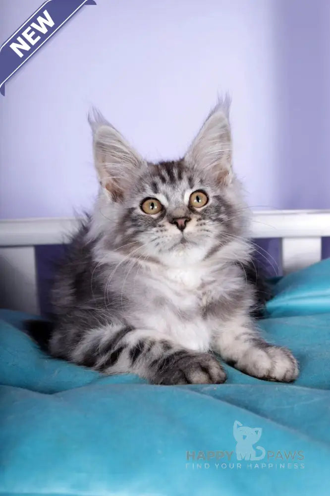 Fortuna Maine Coon female black silver tabby live animals