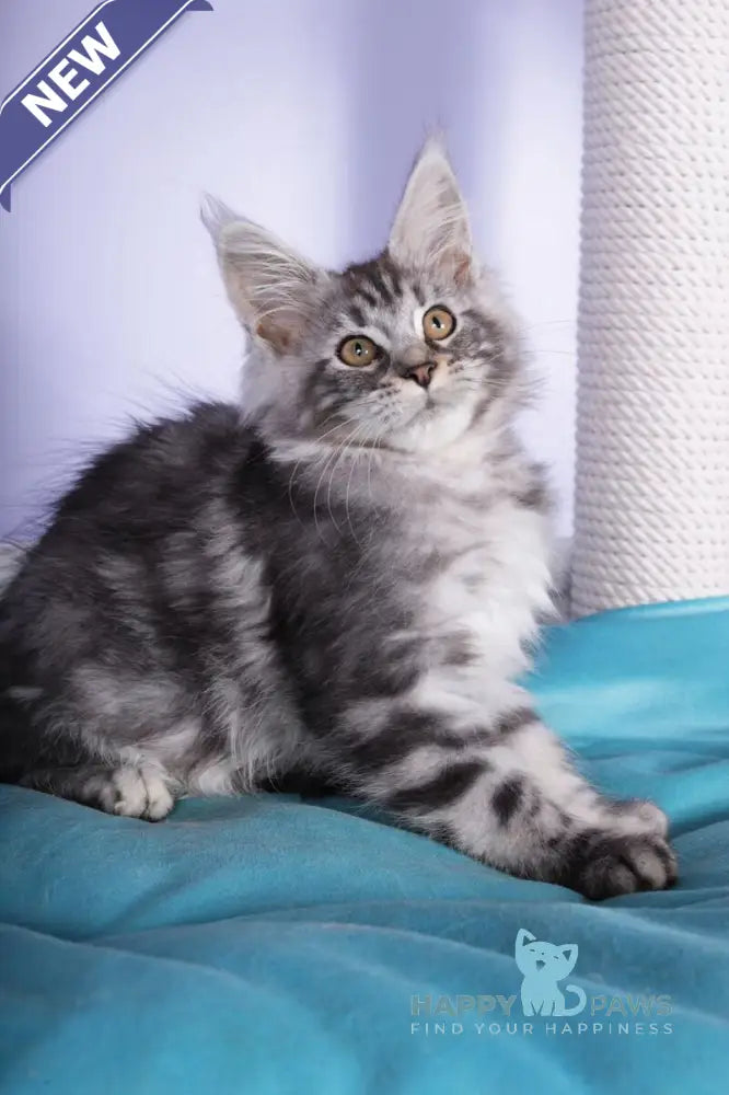 Fortuna Maine Coon female black silver tabby live animals