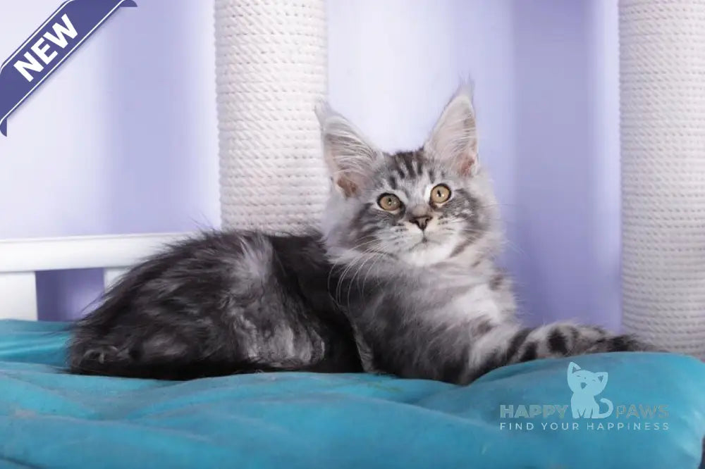Fortuna Maine Coon female black silver tabby live animals