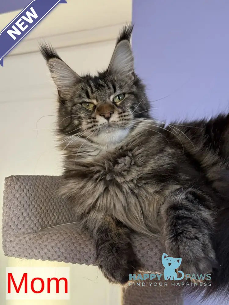 Fortuna Maine Coon female black silver tabby live animals