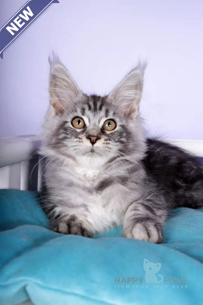 Fortuna Maine Coon female black silver tabby live animals