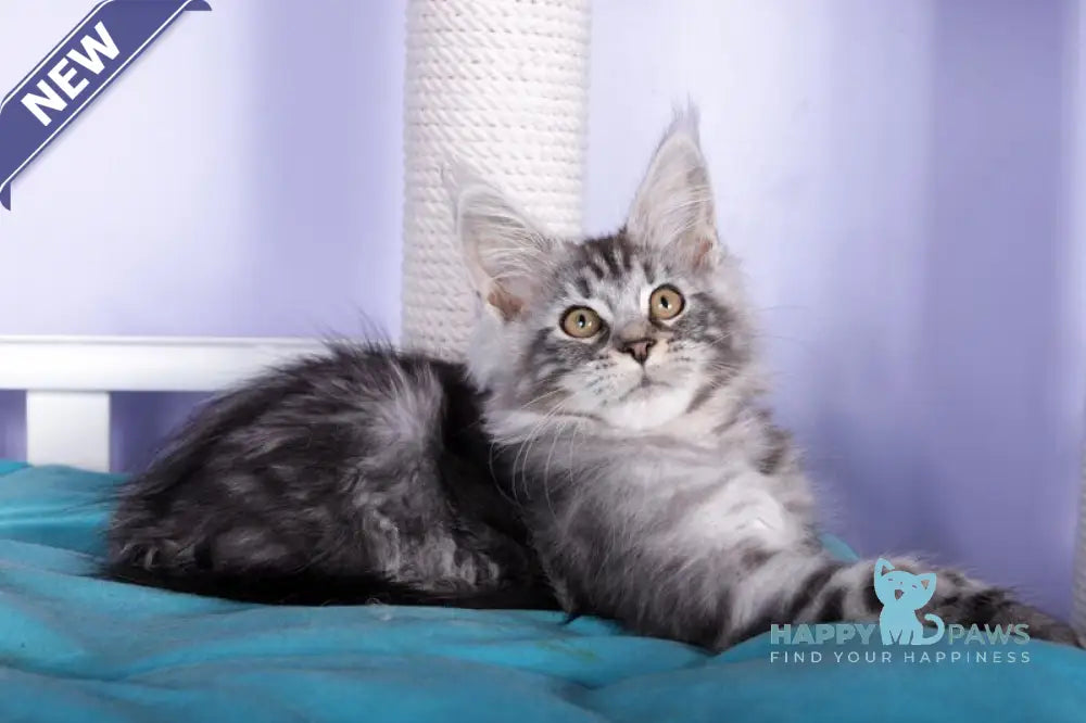 Fortuna Maine Coon female black silver tabby live animals