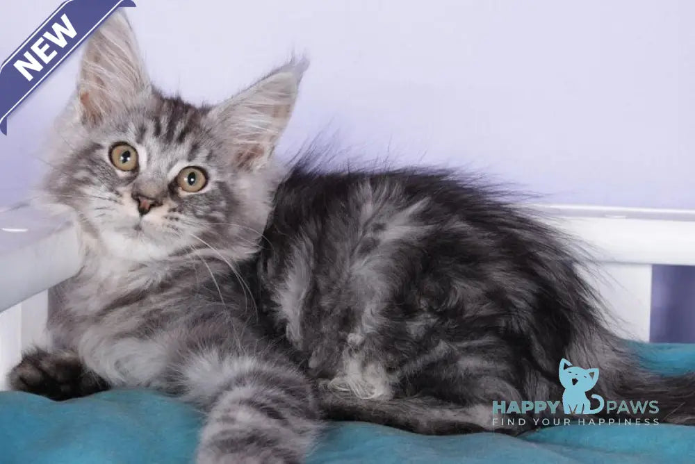 Fortuna Maine Coon female black silver tabby live animals